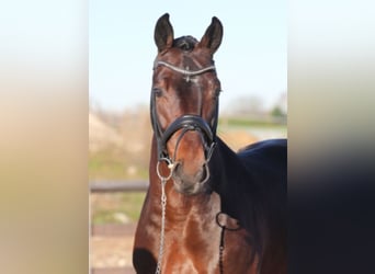 Oldenburg, Stallion, 12 years, 16.2 hh, Brown