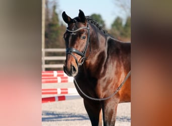 Oldenburg, Stallion, 12 years, 16.2 hh, Brown