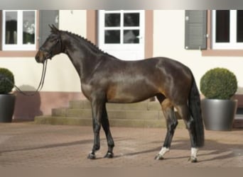 Oldenburg, Stallion, 9 years, 16.1 hh, Brown