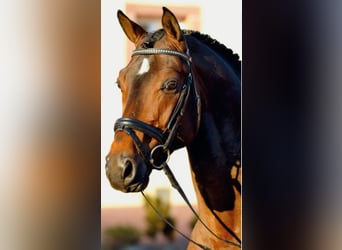 Oldenburg, Stallion, 23 years, 16.2 hh, Brown