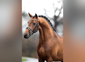 Oldenburg, Stallion, 8 years, 16.1 hh, Brown