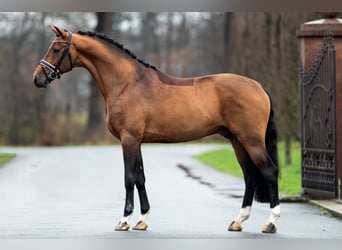 Oldenburg, Stallion, 8 years, 16.1 hh, Brown