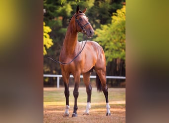 Oldenburg, Stallion, 11 years, 16.2 hh, Brown