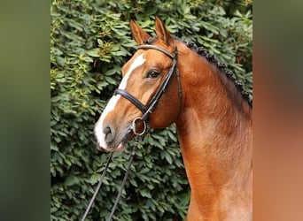 Oldenburg, Stallion, 20 years, 16,3 hh, Brown