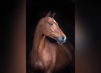 Oldenburg, Stallion, 13 years, 16 hh, Brown