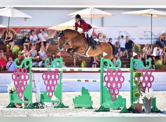 Oldenburg, Stallion, 13 years, 16 hh, Brown