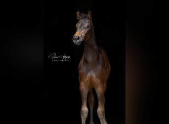 Oldenburg, Stallion, 4 years, Brown