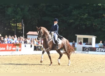 Oldenburg, Stallion, 19 years, 16.3 hh, Chestnut