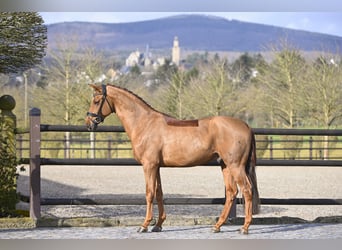Oldenburg, Stallion, 5 years, 16.1 hh, Chestnut