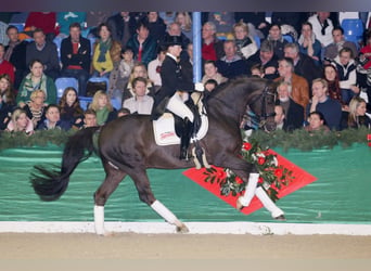 Oldenburg, Stallion, 24 years, 16.2 hh, Chestnut