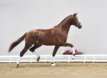 Oldenburg, Stallion, 6 years, 16.2 hh, Chestnut-Red