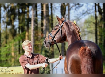 Oldenburg, Stallion, 19 years, 16.3 hh, Chestnut-Red