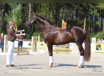 Oldenburg, Stallion, 19 years, 16.3 hh, Chestnut-Red