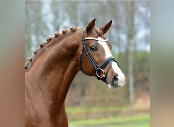 Oldenburg, Stallion, 21 years, 16.1 hh, Chestnut-Red