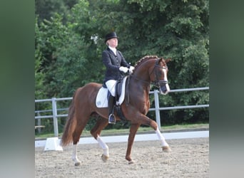 Oldenburg, Stallion, 21 years, 16.1 hh, Chestnut-Red