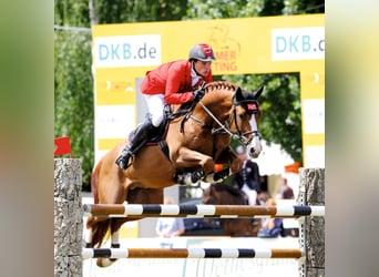 Oldenburg, Stallion, 23 years, 16.1 hh, Chestnut-Red