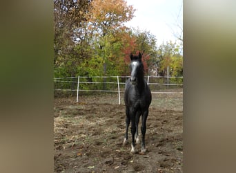 Oldenburg, Stallion, Foal (04/2025), 13,2 hh, Grey