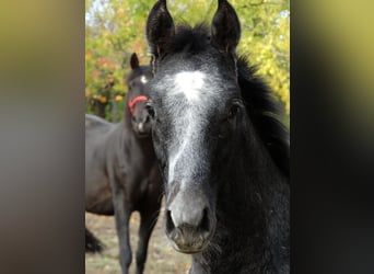 Oldenburg, Stallion, Foal (04/2025), 13,2 hh, Grey