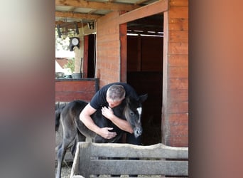 Oldenburg, Stallion, Foal (04/2025), 13,2 hh, Grey