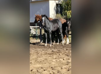 Oldenburg, Stallion, Foal (04/2025), 13,2 hh, Grey