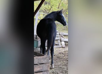 Oldenburg, Stallion, Foal (04/2025), 13,2 hh, Grey