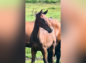 Oldenburg, Stallion, Foal (03/2023), 14.1 hh, Brown