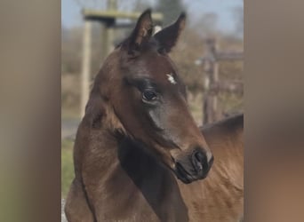 Oldenburg, Stallion, Foal (02/2026), 16.1 hh, Bay-Dark