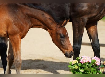 Oldenburg, Stallion, Foal (02/2026), 16.1 hh, Bay-Dark