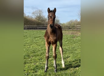 Oldenburg, Stallion, Foal (02/2026), 16.1 hh, Bay-Dark