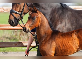 Oldenburg, Stallion, Foal (02/2026), 16.1 hh, Bay-Dark