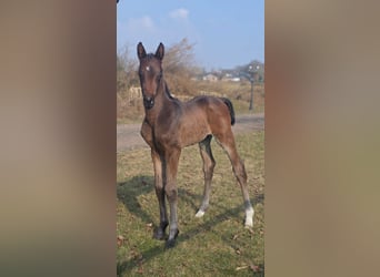 Oldenburg, Stallion, Foal (02/2026), 16.1 hh, Bay-Dark