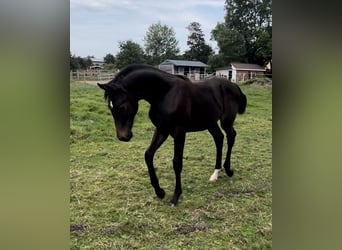 Oldenburger, Hengst, Fohlen (03/2024), 16,1 hh, Dunkelbrauner