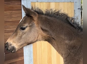 Oldenburger, Hengst, Fohlen (03/2024), 16,1 hh, Dunkelbrauner