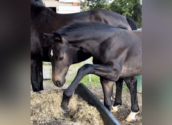 Oldenburger, Hengst, Fohlen (03/2024), 16,1 hh, Dunkelbrauner