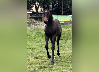 Oldenburger, Hengst, Fohlen (03/2024), 16,1 hh, Dunkelbrauner