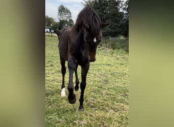 Oldenburger, Hengst, Fohlen (03/2024), 16,1 hh, Dunkelbrauner