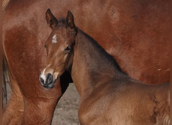 Oldenburg, Stallion, , 16,1 hh, Brown-Light