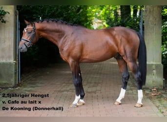 Oldenburg, Stallion, , 16,1 hh, Brown-Light