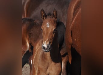 Oldenburg, Stallion, , 16,1 hh, Brown-Light