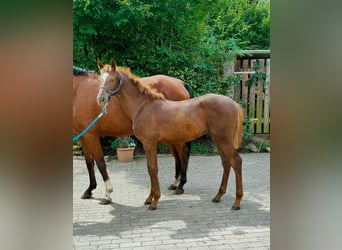 Oldenburger, Hengst, Fohlen (03/2024), 16,1 hh, Dunkelfuchs