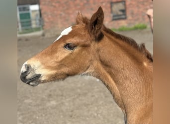 Oldenburger, Hengst, Fohlen (04/2024), 16,1 hh, Dunkelfuchs