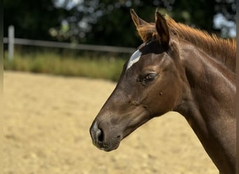 Oldenburger, Hengst, Fohlen (04/2024), 16,1 hh, Dunkelfuchs