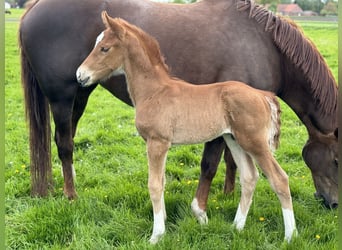 Oldenburger, Hengst, Fohlen (04/2024), 16,1 hh, Dunkelfuchs