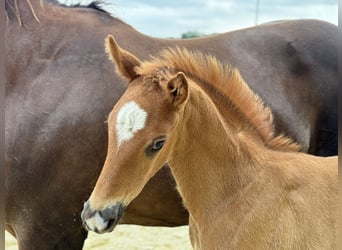 Oldenburger, Hengst, Fohlen (04/2024), 16,1 hh, Dunkelfuchs