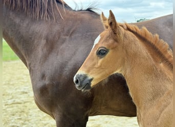 Oldenburger, Hengst, Fohlen (04/2024), 16,1 hh, Dunkelfuchs