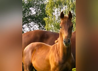 Oldenburg, Stallion, Foal (04/2024), 16,1 hh, Chestnut