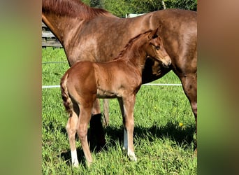 Oldenburg, Stallion, Foal (04/2024), 16,1 hh, Chestnut