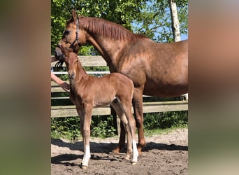 Oldenburg, Stallion, Foal (04/2024), 16,1 hh, Chestnut