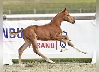 Oldenburg, Stallion, Foal (03/2026), 16.1 hh