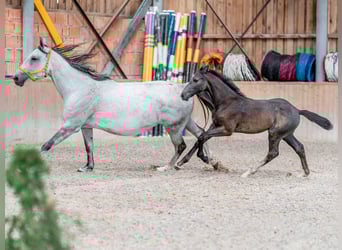 Oldenburg, Stallion, Foal (02/2023), 16.1 hh, Gray